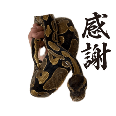 yuzuzu_20260516151359