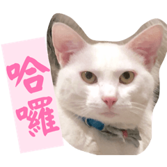 White Cat D1