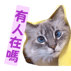 Cute Ragdoll Cat K1