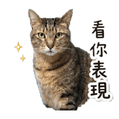 皮蛋.