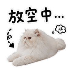 花花豆魯豆漿