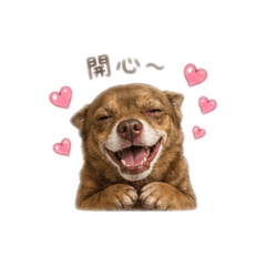 Coffeedog1112