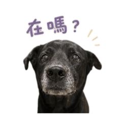 小豆仔的一天