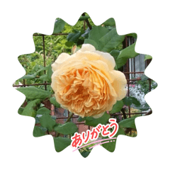 maron_20260514102525