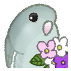 Lineolated Parakeet Mauve Spangle