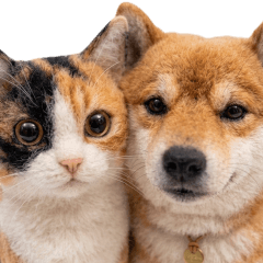 Shiba Inu and a three-haired cat