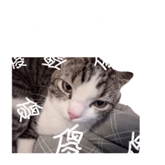 P耶