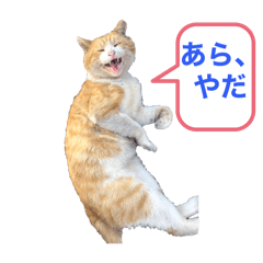 korokyou_20260516093818