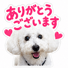 White poodle everyday life