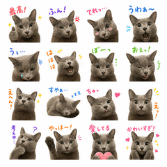 Russian Blue cat graph