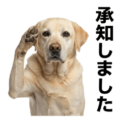 黃金獵犬阿囉哈表情貼(日常用)