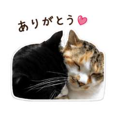 Bestie Cats Daily