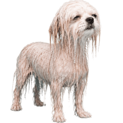 Wet Maltese Dog [Tired & Unmotivated]