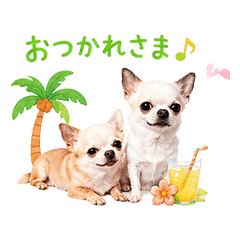 Summer greetings from cute Chihuahuas