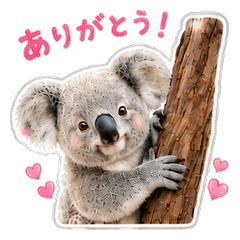 Fluffy Koala Everyday ver1