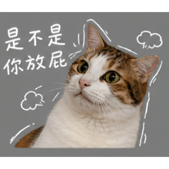 小屁貓大顯神威