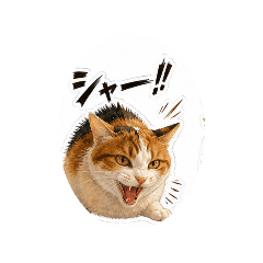 mikeneko_20260516115648