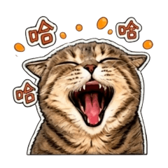 朵兒貓貓