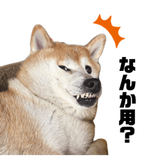 TAMACHI IS SHIBAINU