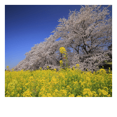 Sakura to my friends