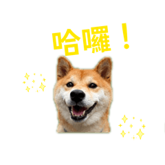 柴犬茶茶的日常