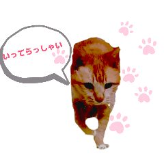 momomo_20260516083743