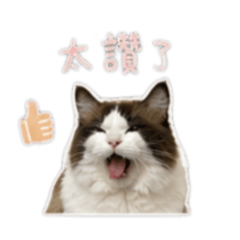 泡泡說給你聽