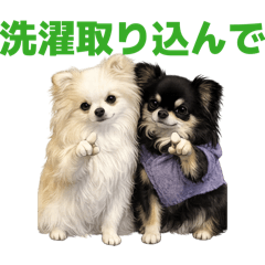 DOG STAMP ORDER_20260520124029