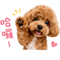 小咘咘日常生活