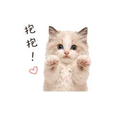 小矇豬的呆呆生活
