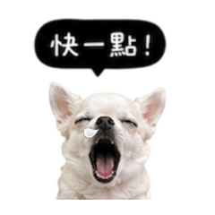 專屬吉娃娃