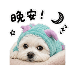 毛弟 日常生活