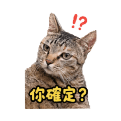 浪喵