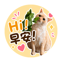 WangCatsDaily