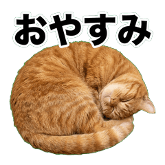 橘貓鹽系 1♫