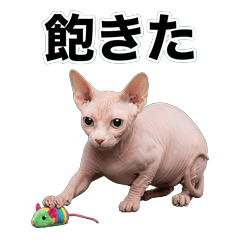 小矮貓鹽系 1♫