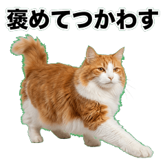 長毛橘白貓鹽系 1◆