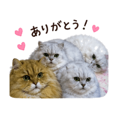 Cozy Puffy Cats