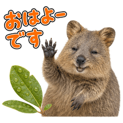 Happy Animal_Quokka Wallaby56