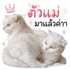 cat cute no care