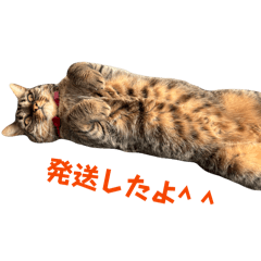 meimei1217