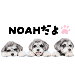 hana_20260516200548