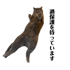 kagetora_20260516201946