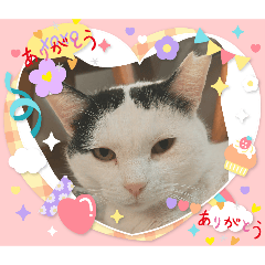 noda_20260516204823