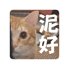 福來DAY