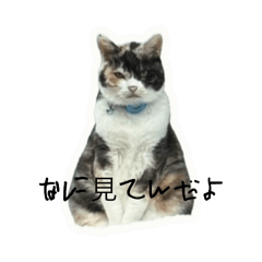 puriko_20260516210810