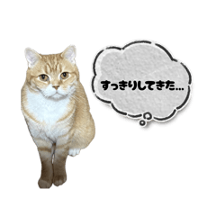 neko_20260516211158