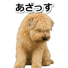 軟毛㹴犬毒舌 1◇