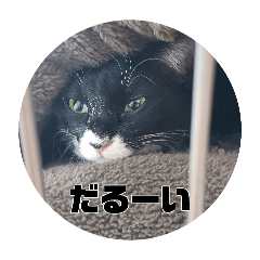A Cat with No Name_20260516195301