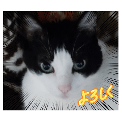 sion_20260516205144
